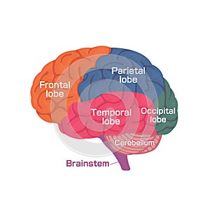 Vector illustration of human brain anatomy structure