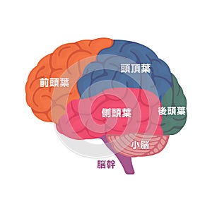 Vector illustration of human brain anatomy structure  Japanese
