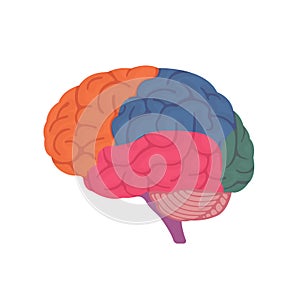 Vector illustration of human brain anatomy structure  no text