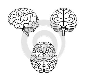 Vector illustration of human brain  3 angles set