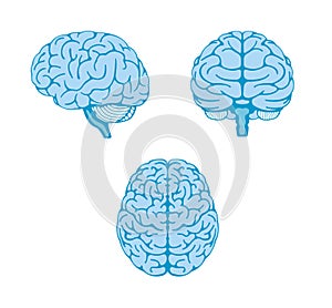 Vector illustration of human brain  3 angles set