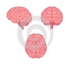 Vector illustration of human brain  3 angles set