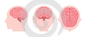 Vector illustration of human brain  3 angles set photo