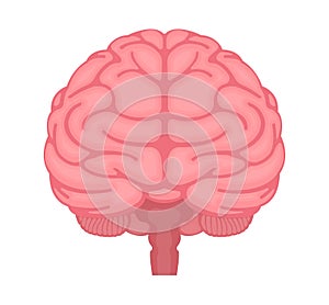 Vector illustration of human brain  front view