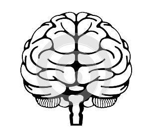 Vector illustration of human brain  front view