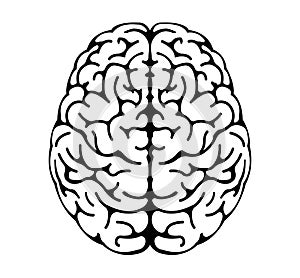 Vector illustration of human brain  View from above