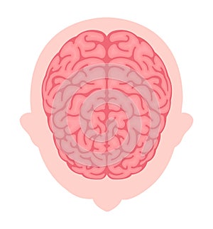 Vector illustration of human brain  View from above