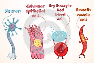 Vector illustration of human cells