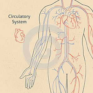 Vector illustration of the human circulatory system drawn in retro style.