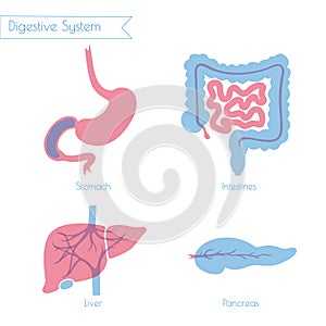 Vector illustration of human digestive system