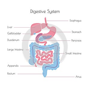 Vector illustration of human digestive system