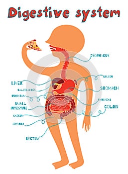 Vector illustration of human digestive system for kids