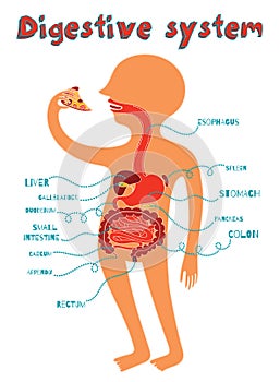 Vector illustration of human digestive system for kids photo