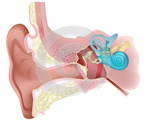 Vector Illustration of Human Ear Internal Diagram