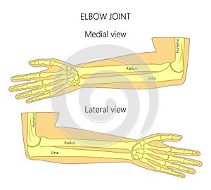 Anatomy_Elbow photo