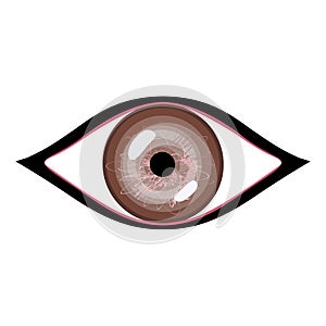 Vector illustration of human eye. Stylized brown eye with glares