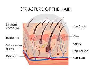 Vektor ilustrace z člověk vlasy. kus z člověk kůže a vše struktura z vlasy na bílý 