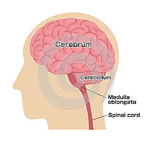 Vector Illustration of human head anatomy structure