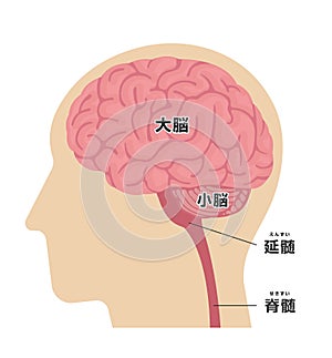 Vector Illustration of human head anatomy structure  Japanese