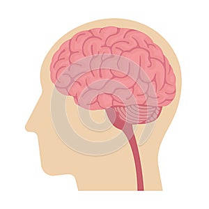 Vector Illustration of human head anatomy structure  no text