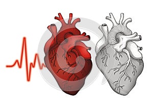 Human Heart Vector #1026