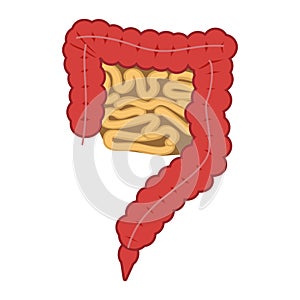 Vector illustration of human intestines in digestive system. Large and small