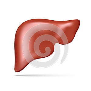 Vector illustration of human liver