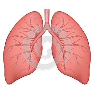 Vector illustration of human lung structure. Realistic drawing for anotomy biology textbook or articles about pulmonary