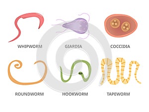 Vector Illustration of a Human Parasites, hookworm whipworm tapeworm