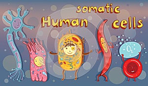 Vector illustration of human somatic cells