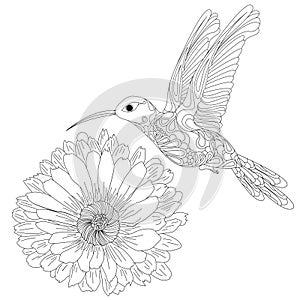 Vector illustration of hummingbird or colibri