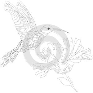 Vector illustration of hummingbird or colibri