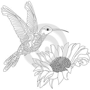 Vector illustration of hummingbird or colibri