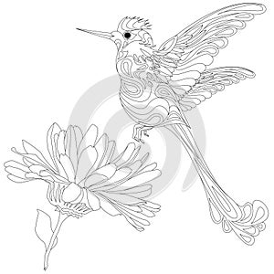 Vector illustration of hummingbird or colibri