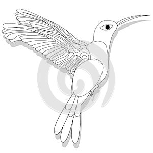 Vector illustration of hummingbird or colibri