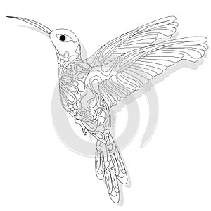 Vector illustration of hummingbird or colibri