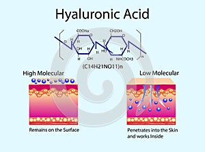 Vector illustration with Hyaluronic acid in skin-care products. Low molecular and High molecular.