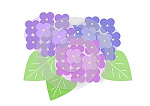 Vector illustration of hydrangea. Purple, blue and pink hydrangea flowers and leaves