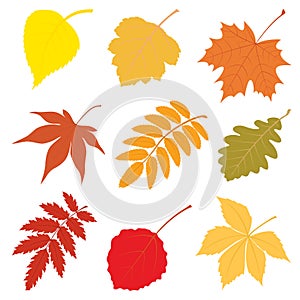 Vector illustration with the image of autumn leaves.