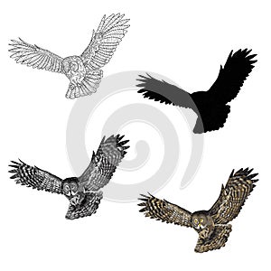 Vector illustration. An image of a flying owl. Black and white line, silhouette, black and white, gray and color image.