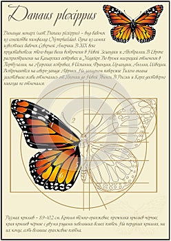 Danaida monarch lat.Danaus plexippus. A series of vector illustrations imitating old sheets from a book about butterflies. photo