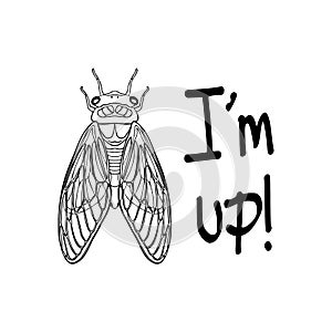 Vector illustration of an insect cicada black and white vector image on a white background