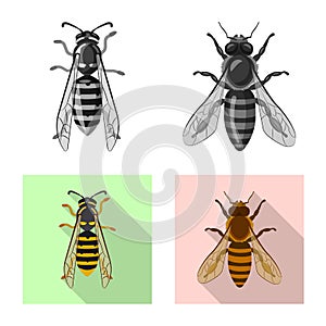 Vector illustration of insect and fly icon. Collection of insect and element stock vector illustration.