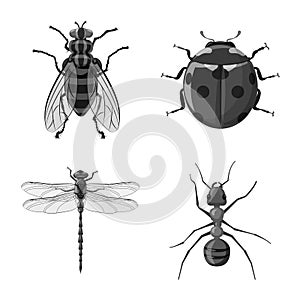 Vector illustration of insect and fly icon. Collection of insect and element stock vector illustration.