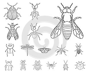 Vector illustration of insect and fly icon. Collection of insect and element stock vector illustration.