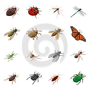 Vector illustration of insect and fly icon. Collection of insect and entomology vector icon for stock.