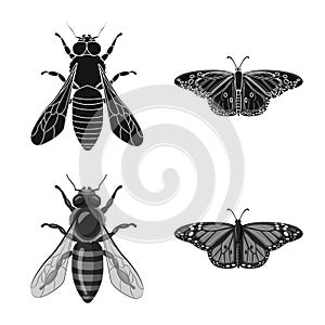 Vector illustration of insect and fly icon. Set of insect and element stock vector illustration.