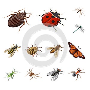 Vector illustration of insect and fly icon. Set of insect and entomology stock vector illustration.