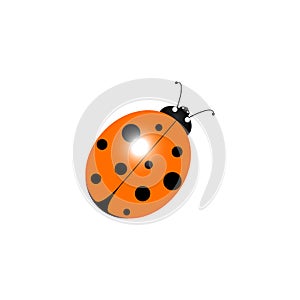 Vector illustration insect ladybug