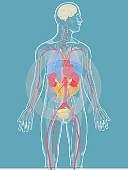 Vector illustration internal organs bluish green background